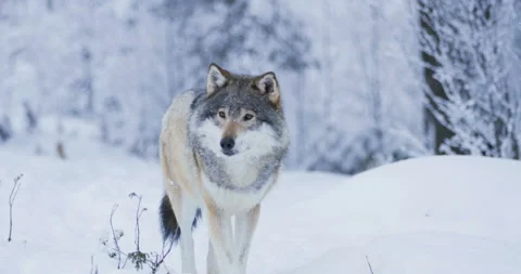 Beautiful wolf walking closer to camera in snowy winter landscape Stockbeeldmateriaal 86977009