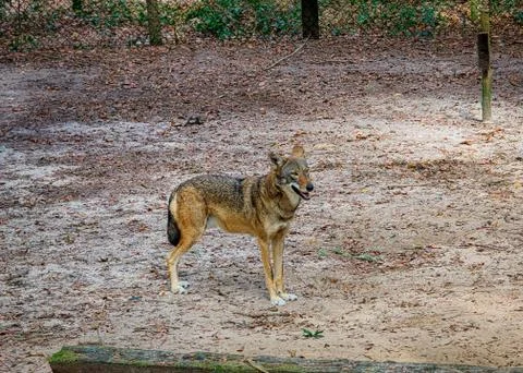 Beautiful Wolf of the wild Stock Photos