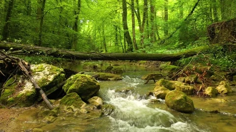 Beautiful wood stream with fallen tree Stock Footage 146191295