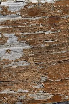 Beautiful wood texture Foto stock