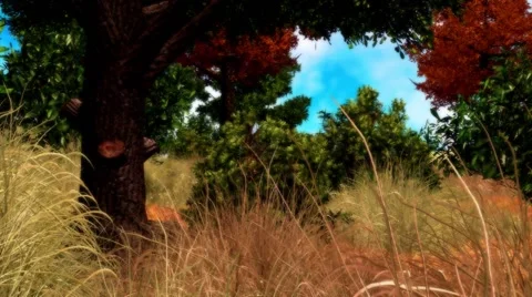BEAUTIFUL WOODED CLEARING Stock Footage 45986995