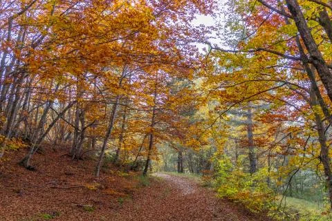 Beautiful Woodland Path in Autumn Colours Stock Photos