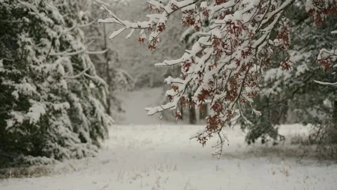Beautiful Woods in the Winter  Stock Footage 297508162