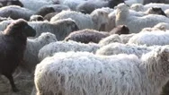 Beautiful Wool Animals Stock Footage