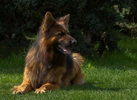 Beautiful wool Stock Photos