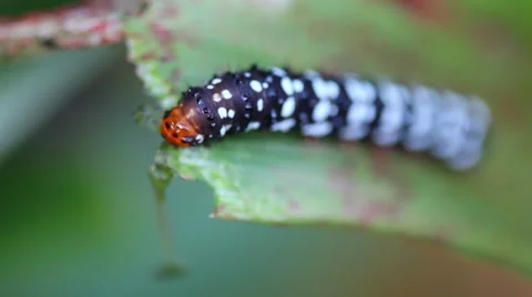 Beautiful worm of butterfly eating leaf Stock Footage 40735895
