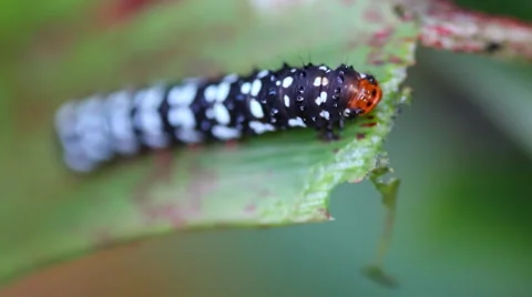 Beautiful worm of butterfly eating leaf Stock Footage 40736141