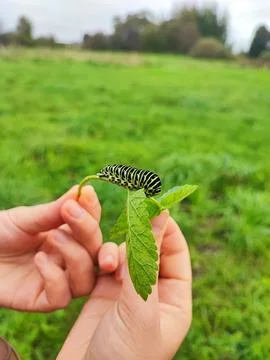 Beautiful Worm on Small Leaf Held by Two Hands Stock Photos