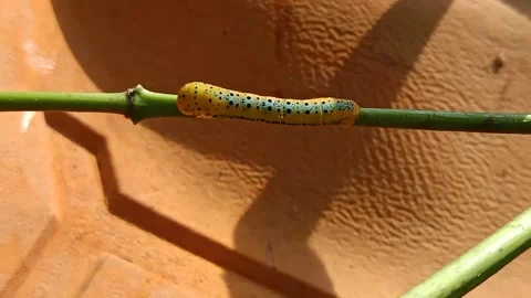 Beautiful worm on a stick Video stock 170298810