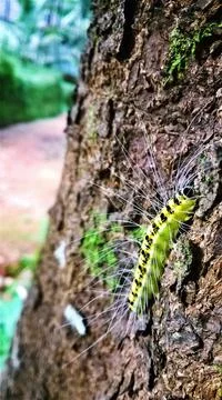 A beautiful worm on the tree Stock Photos