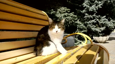 A beautiful yard cat sits on a yellow bench on a warm day. Stock Footage 337427109