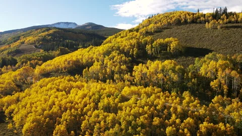 Beautiful yellow aspen forest in fall foliage at Crested Butte, Colorado, USA Stock-Footage 314765017