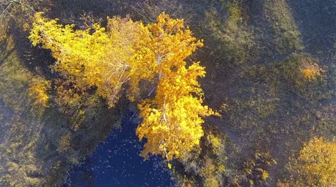 Beautiful yellow birch from a height. Approximation from above Stock Footage 56473869