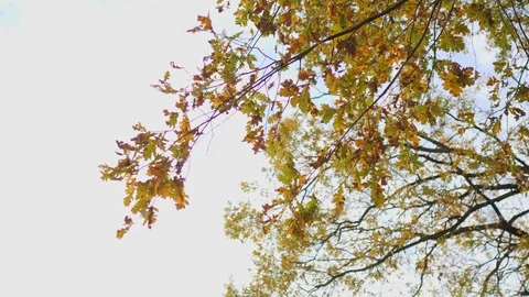 Beautiful yellow branches of the tree against the cloudless sky at sunset Stock Footage 124482100