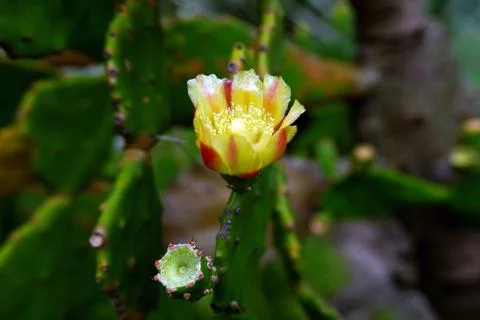 Beautiful Yellow Cactus Flower Stock Photos