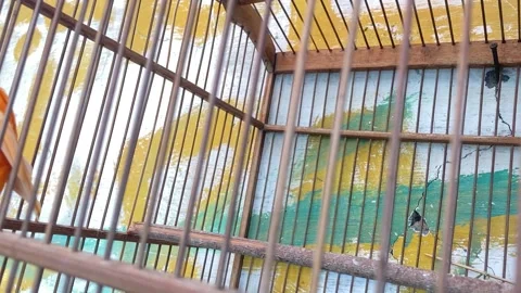 Beautiful yellow canary Stock Footage 291367798