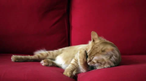 Beautiful Yellow Cat Licking his Paw Stock-Footage 35420053