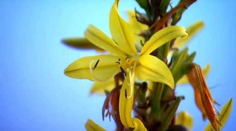 Beautiful yellow coastal flower Stock Footage