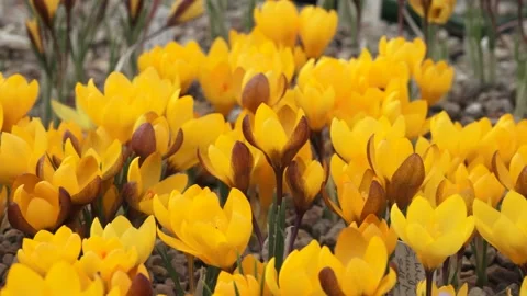 Beautiful yellow crocuses close up Stock Footage 149396143