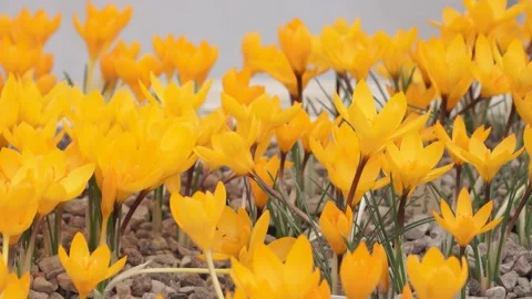 Beautiful yellow crocuses close up Stock Footage 149396554