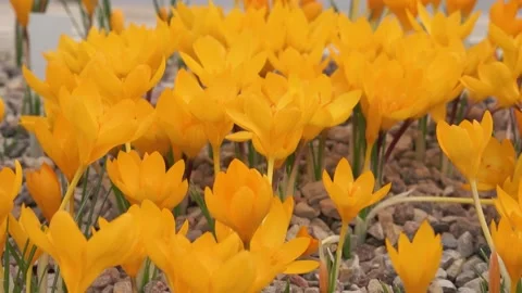Beautiful yellow crocuses close up Stock Footage 149396631