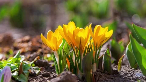 Beautiful yellow crocuses Stock Footage 220627862
