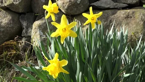 Beautiful Yellow Daffodils blowing in light breeze in a walled garden 1 Stock Footage 172267764