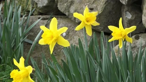 Beautiful Yellow Daffodils blowing in light breeze in a walled garden 5 Stock Footage 172267820
