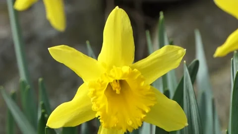 Beautiful Yellow Daffodils blowing in light breeze in a walled garden 3 Stock Footage 172273519