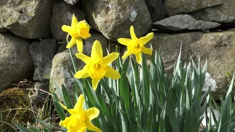 Beautiful Yellow Daffodils blowing in light breeze in a walled garden 4 Stock Footage 172273520
