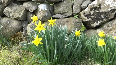 Beautiful Yellow Daffodils blowing in light breeze in a walled garden 2 Stock Footage 172273527