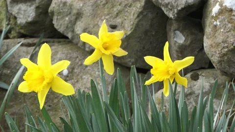 Beautiful Yellow Daffodils blowing in light breeze in a walled garden 6 Stock Footage 172273769