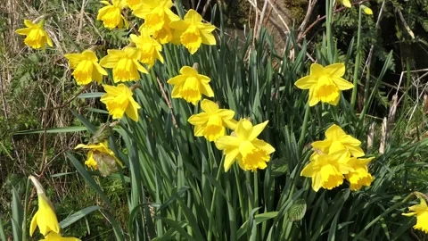 Beautiful Yellow Daffodils blowing in light breeze in a walled garden 10 Stock Footage 172463718