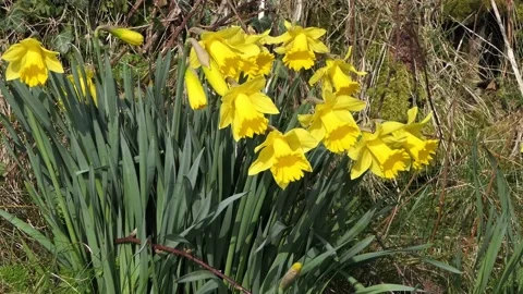 Beautiful Yellow Daffodils blowing in light breeze in a walled garden 11 Stock Footage 172463719