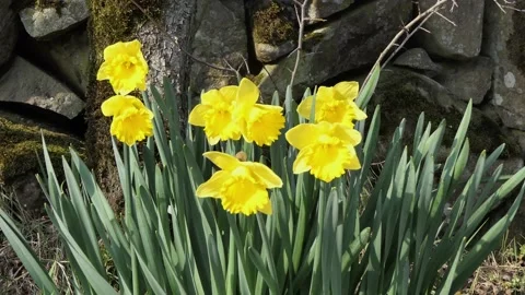 Beautiful Yellow Daffodils blowing in light breeze in a walled garden 8 Stock Footage 172463722