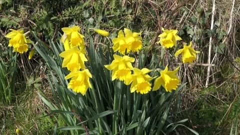 Beautiful Yellow Daffodils blowing in light breeze in a walled garden 9 Stock Footage 172463732