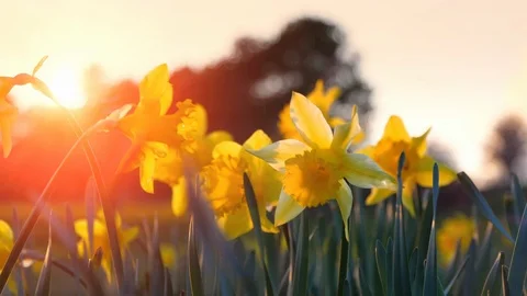 Beautiful Yellow Daffodils Field, Meadow Nature Flower Background Sunset Flare Stock Footage