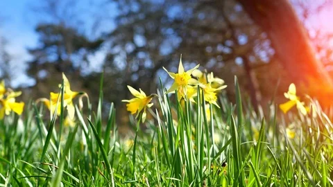 Beautiful Yellow Daffodils Field, Meadow Nature Flower Background Sunset Flare Stock Footage