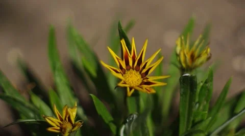 Beautiful yellow daisies Stock Footage 66301861