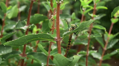 A beautiful yellow dragonfly sits on a leaf of honeysuckle bush during rain Stock Footage 246840969