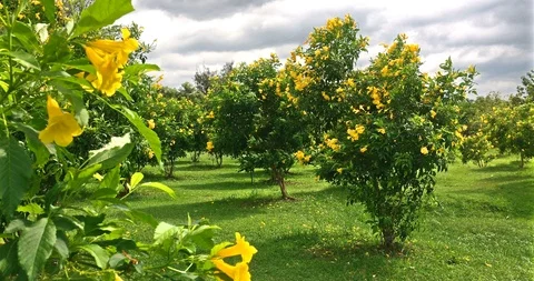 Beautiful yellow elder flowers (tecoma stans) in garden swaying with the wind Stock Footage 88595139