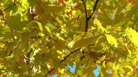 Beautiful yellow fall leaves - hd Stock Footage 11024395