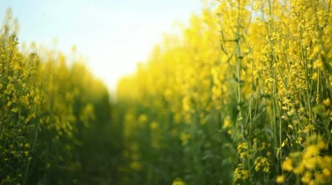 Beautiful yellow  field Stock Footage 11133795