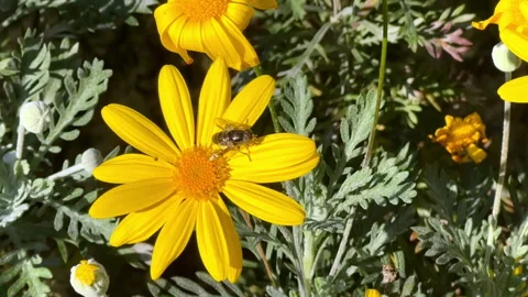 Beautiful Yellow Flower With A Bee Stock Footage 231157553