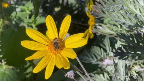 Beautiful Yellow Flower With A Bee Stock Footage 231161149