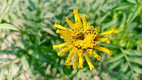 Beautiful Yellow Flower closeup Stock Footage