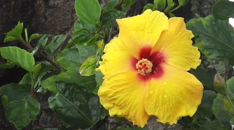 Beautiful yellow flower Stock Footage 36201115