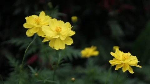 Beautiful Yellow Flower Stock Footage 107120280