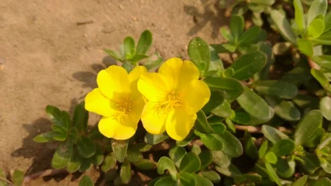 Beautiful yellow flower Stock Footage 152014169