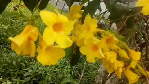 Beautiful yellow flower Stock Footage 196142687